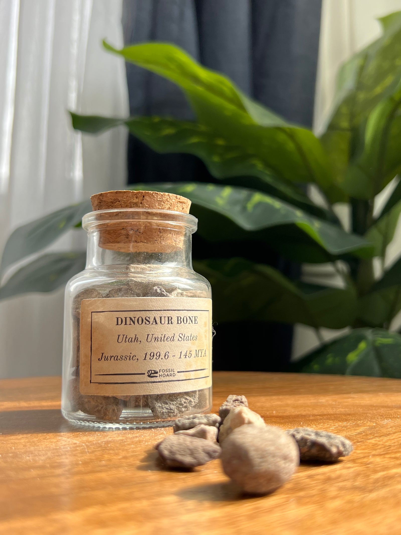 Utah Dinosaur Bone Chunk Jar (300 grams) - Jurassic Period - 199.6 to 145 MYA - Utah, USA