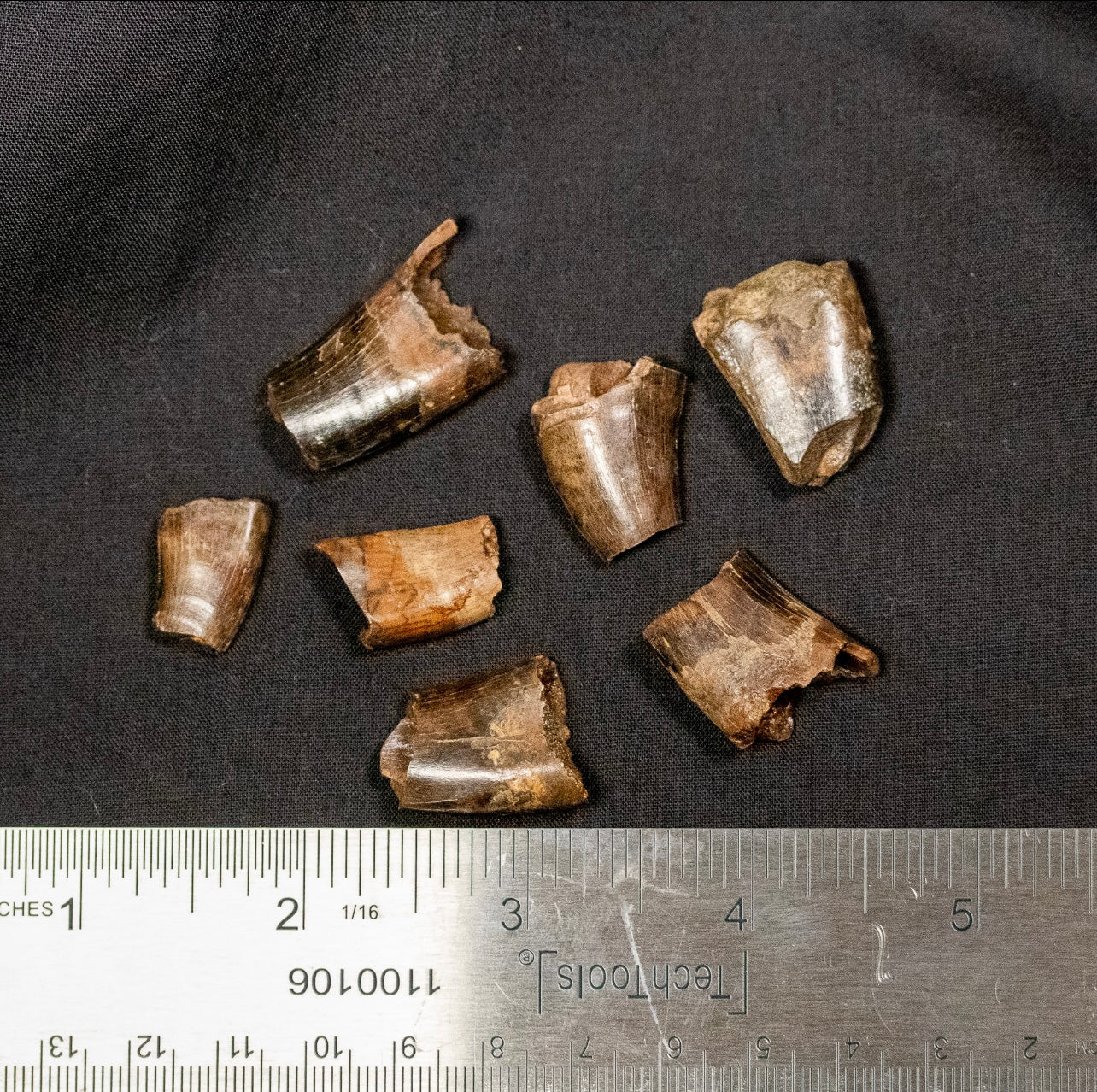 Fragmented Tooth Large Tyrannosaur Tooth Fragments - Cretaceous Period - 68 to 66 MYA ...