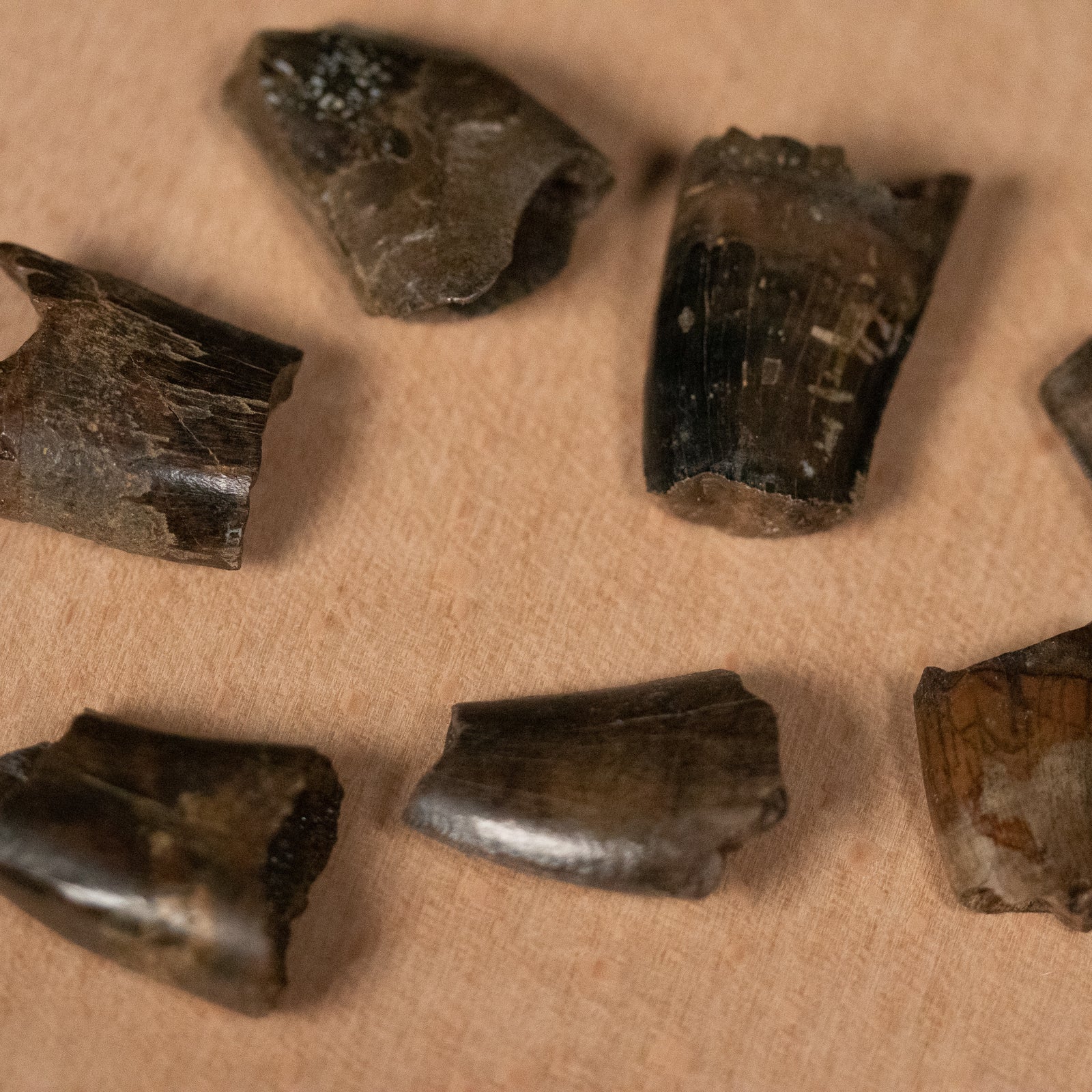 Large Tyrannosaur Tooth Fragments - Cretaceous Period - 68 to 66 MYA - Montana, USA