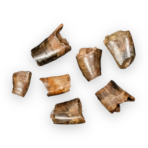 Large Tyrannosaur Tooth Fragments - Cretaceous Period - 68 to 66 MYA - Montana, USA