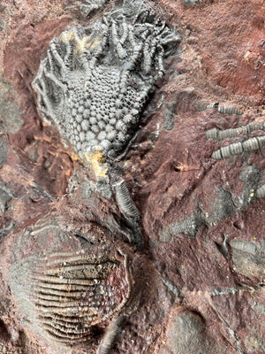 #8 Fossil Crinoid Plate (Scyphocrinites), 8 by 6 inches - Silurian Period - 423 to 419.2 MYA - Morocco