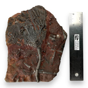 #11 Fossil Crinoid Plate (Scyphocrinites), 7 by 5 inches - Silurian Period - 423 to 419.2 MYA - Morocco
