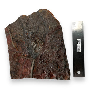 #10 Fossil Crinoid Plate (Scyphocrinites), 7.5 by 6 inches - Silurian Period - 423 to 419.2 MYA - Morocco