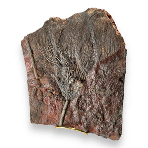#10 Fossil Crinoid Plate (Scyphocrinites), 7.5 by 6 inches - Silurian Period - 423 to 419.2 MYA - Morocco