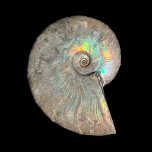 Large Iridescent Ammonite - Cretaceous Period - 100 MYA - Madagascar