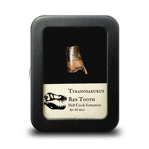 Large Tyrannosaur Tooth Fragments - Cretaceous Period - 68 to 66 MYA - Montana, USA